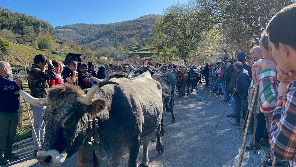 La feria ha celebrado este sábado su 42 edición con 1.116 vacas tudancas, 173 yeguas y 20 cabras. La jornada se completó con la tradicional 'pasá' por la calle principal de Quintanilla y otras actividades, como actuaciones musicales, romería y reparto de chocolate y corbatas entre los asistentes