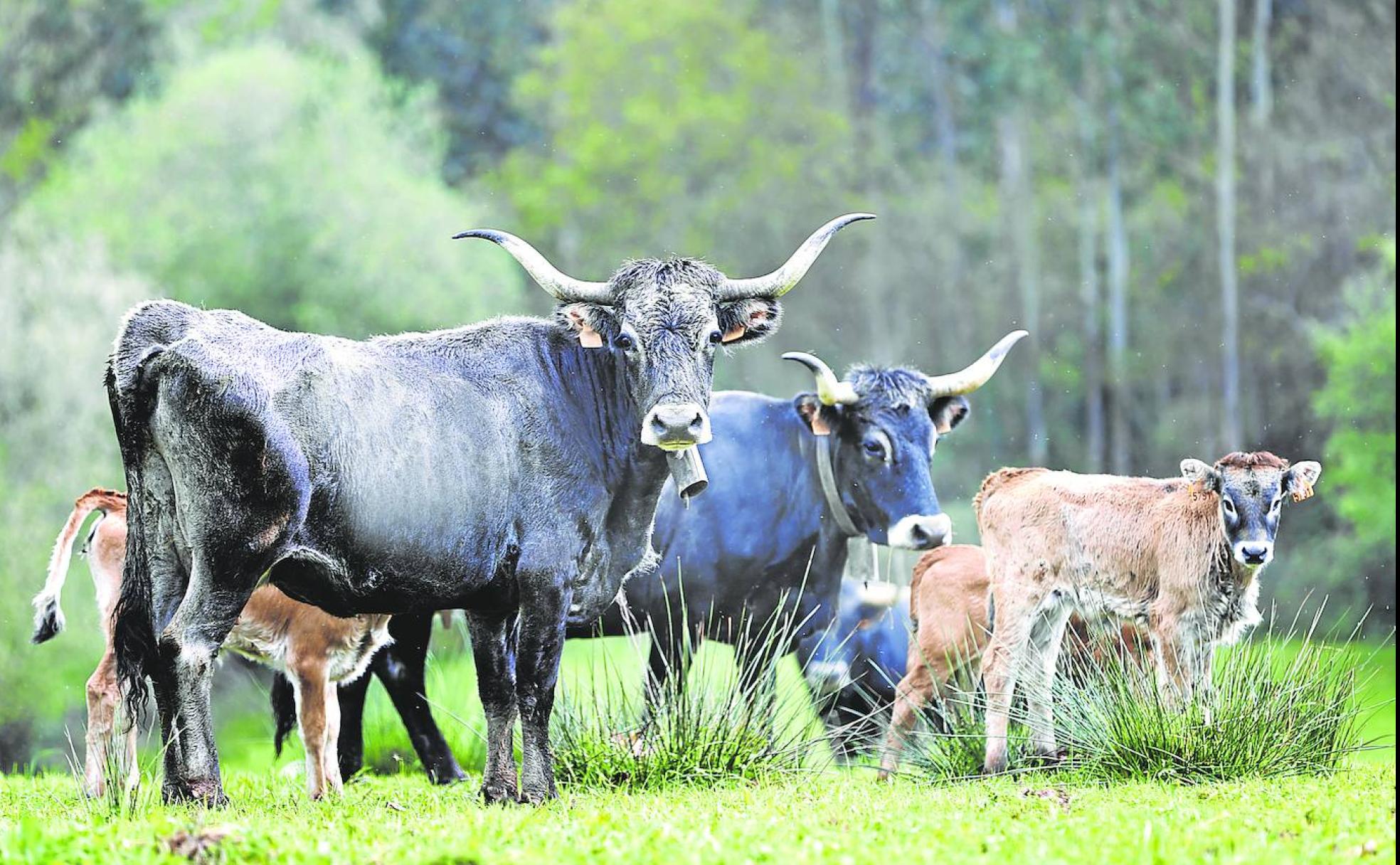 El amplio recibimiento a Viandas y Pucheros por parte de productores y restauradores junto a las alianzas estratégicas generadas entre ambos han contribuido a la puesta en valor de la comarca como destino turístico y gastronómico en base a una oferta agroalimentaria basada en la calidad y la variedad.