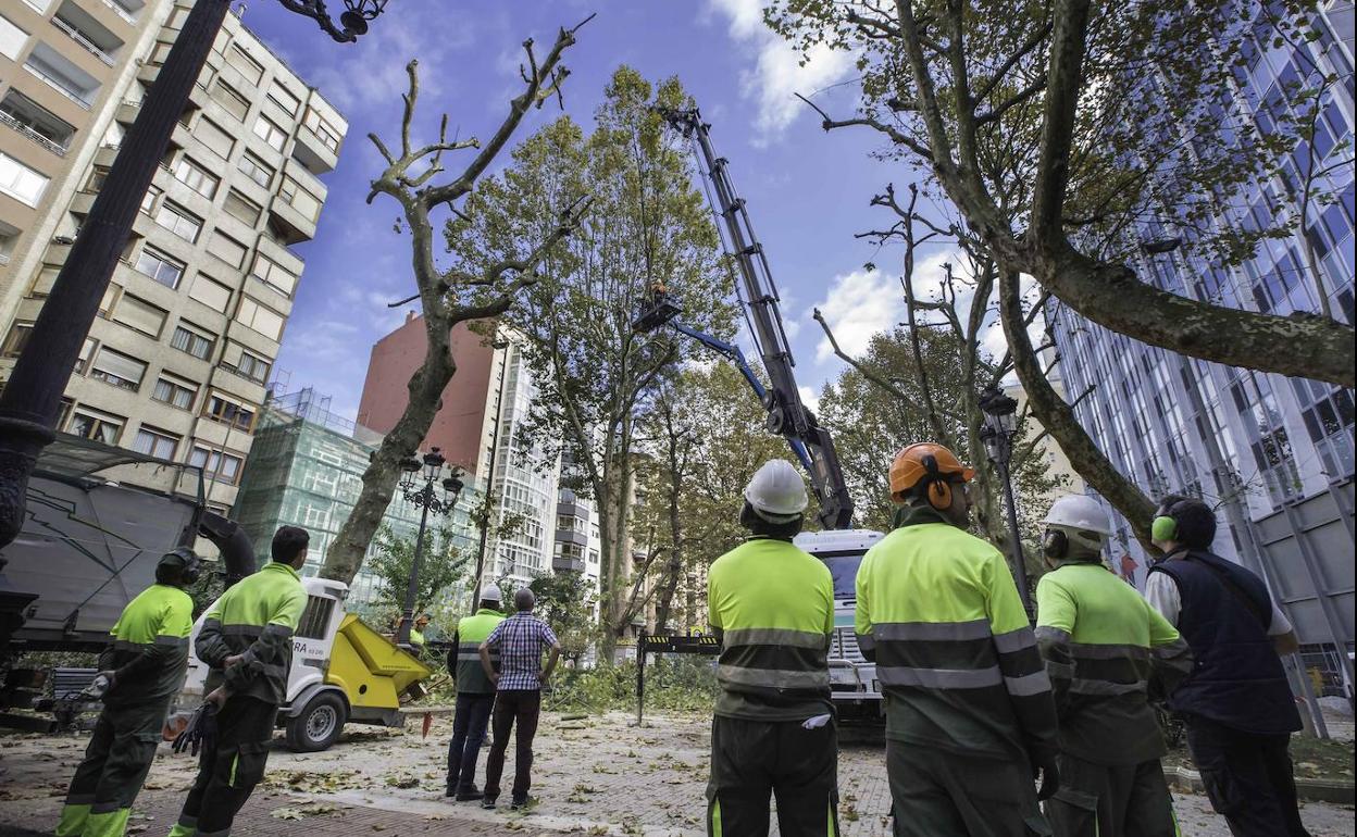 Poda selectiva de los árboles de la Alameda de Santander.