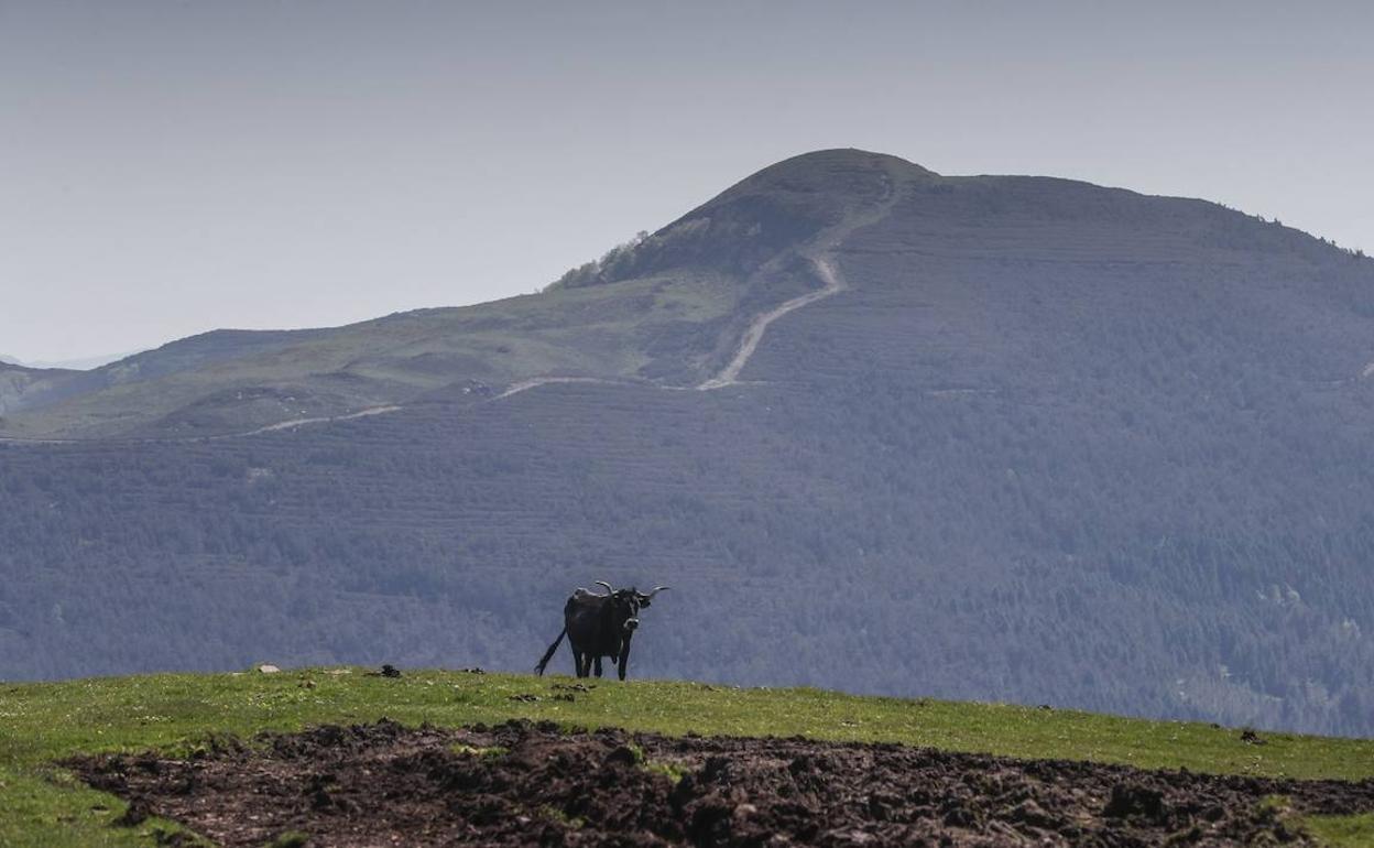 Una vaca frente a los montes de la sierra de El Escudo, en San Miguel de Aguayo