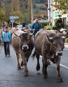 Imagen secundaria 2 - La concentración ganadera de Vega de Liébana reúne a 950 ejemplares