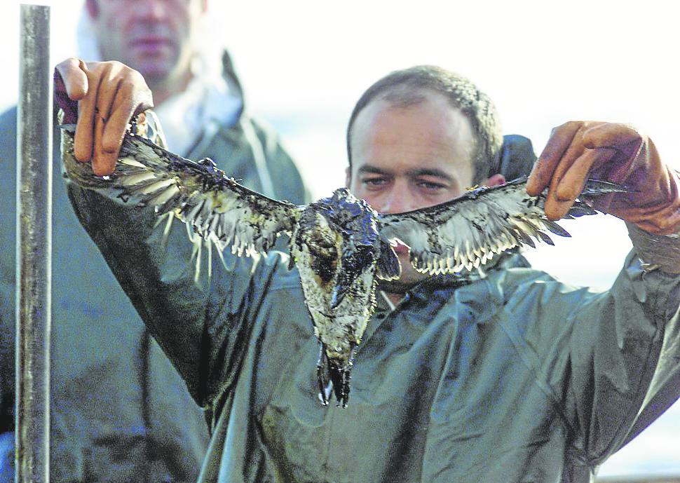 Un voluntario muestra una de las muchas aves muertas por el fuel.