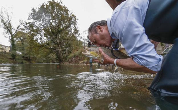 Imagen principal - Arriba, el consejero de Medio Ambiente, Guillermo Blanco besa a un salmón antes de soltarle.