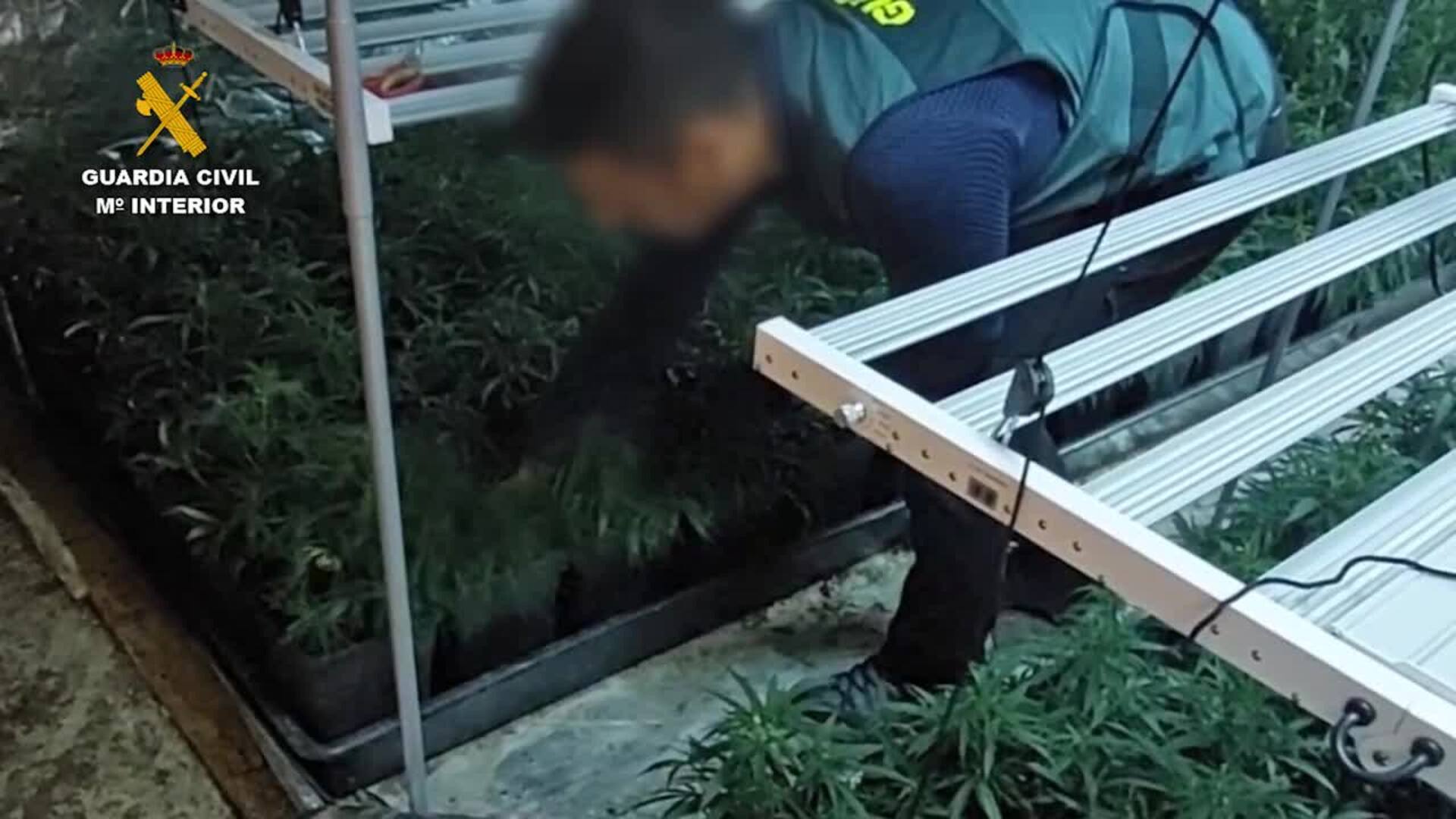 Desmantelada una plantación de marihuana en Guriezo