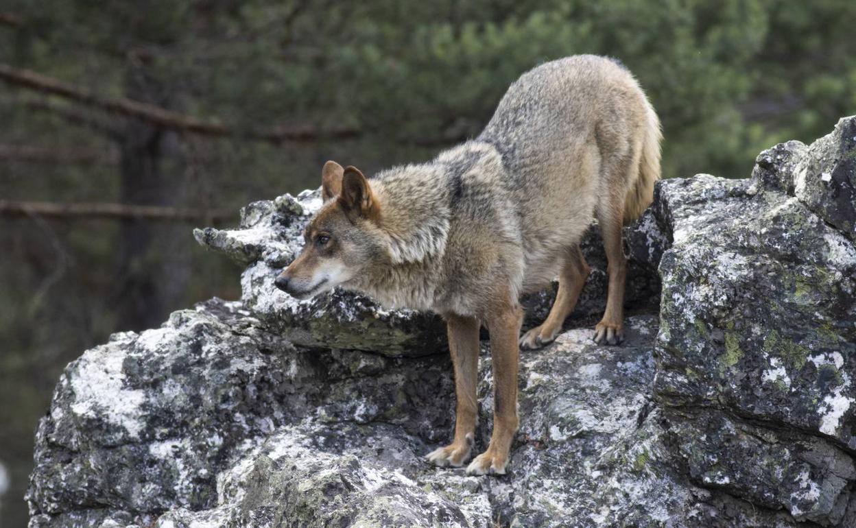 Imagen de un lobo ibérico. 