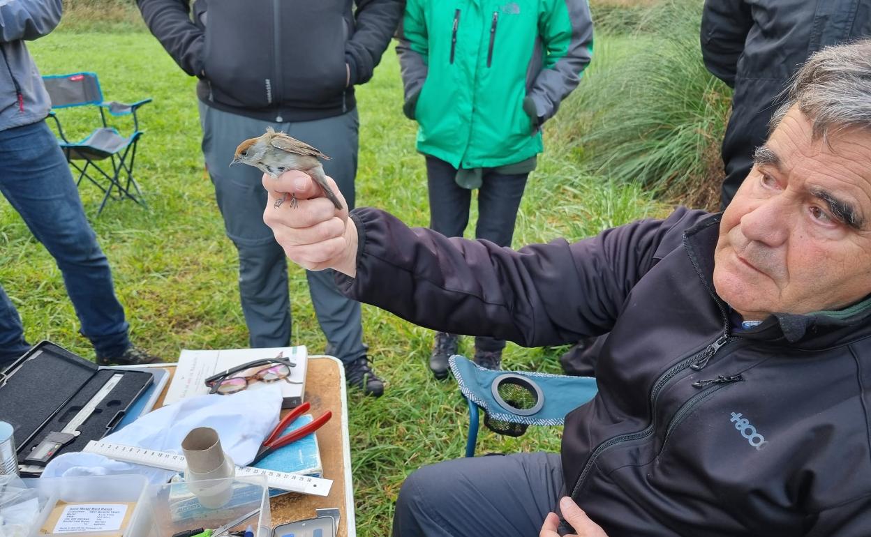 Anilladas doce aves en un taller sobre divulgación de ornitología en Limpias