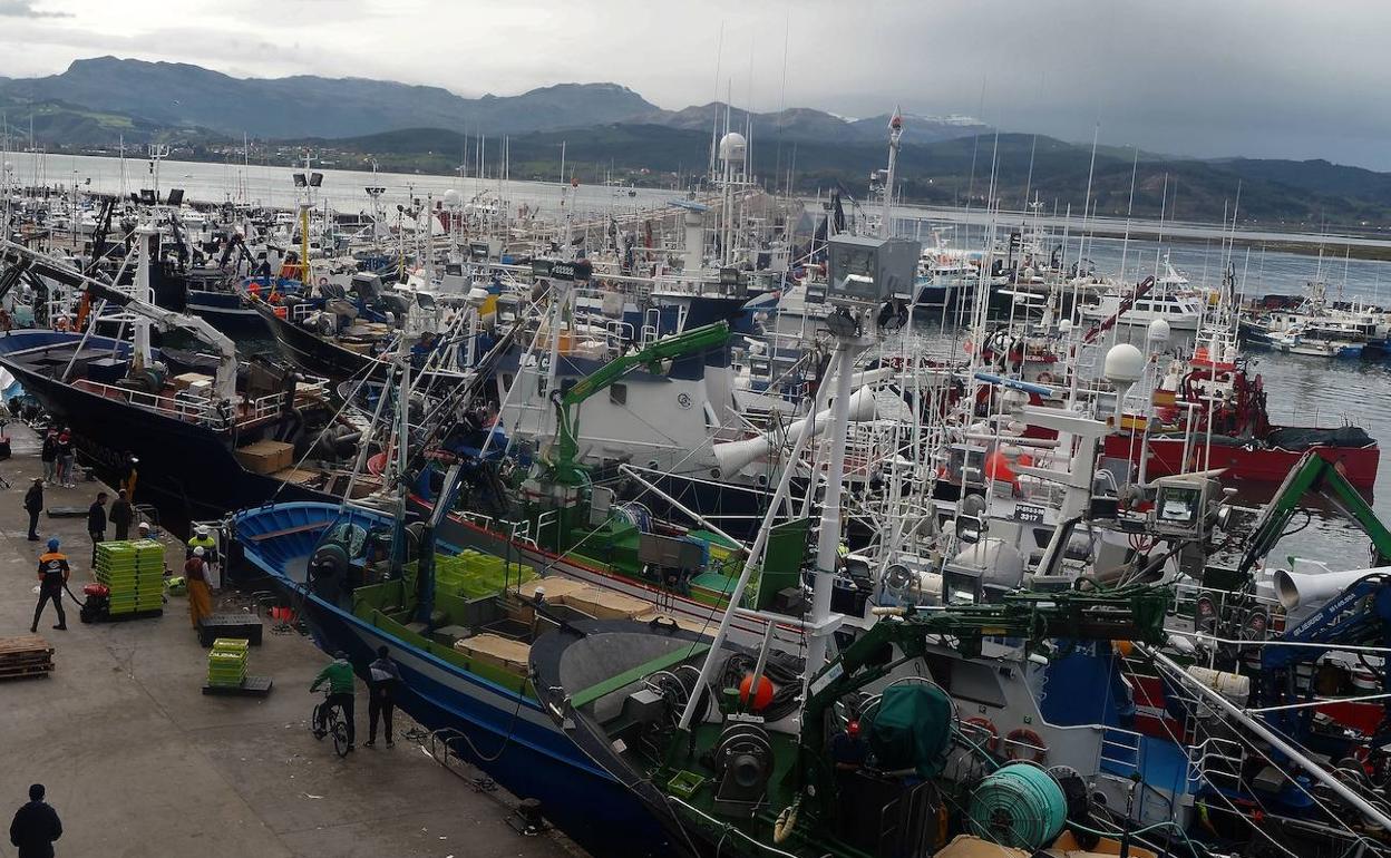 El puerto de Santoña ha llegado a recibir a más de 80 embarcaciones en una jornada para subastar el bocarte capturado en costera. 