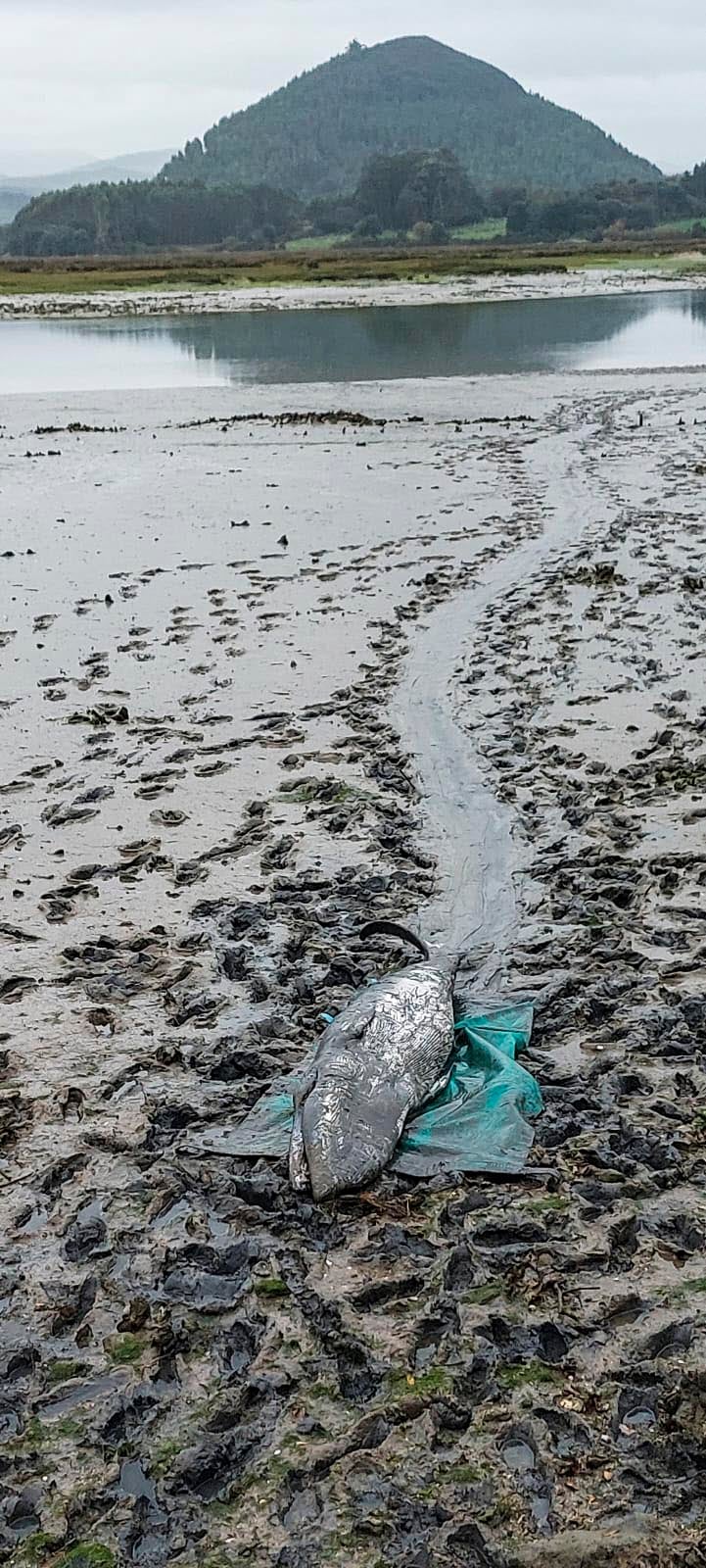 El cetáceo, que aún estaba con vida pero muy débil, fue encontrado por un vecino en una zona de fango en la ría de la marismas de Argoños, justo enfrente del paseo del Gromo.