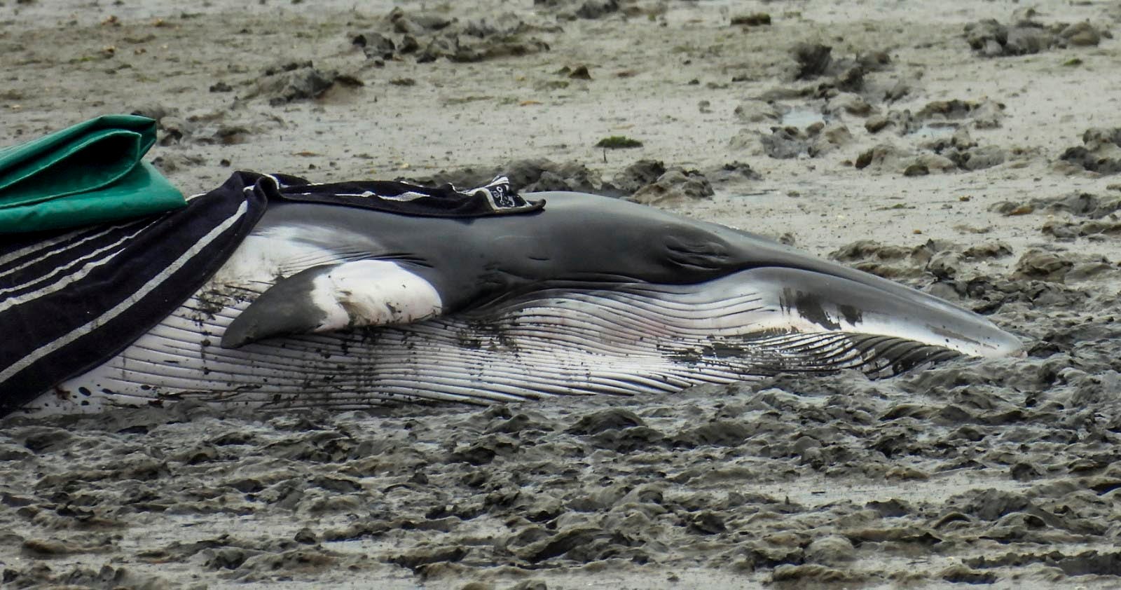 Con la bajamar, la pequeña ballena quedó, finalmente, varada a primera hora de la tarde de ayer en el espacio de barro de las marismas.