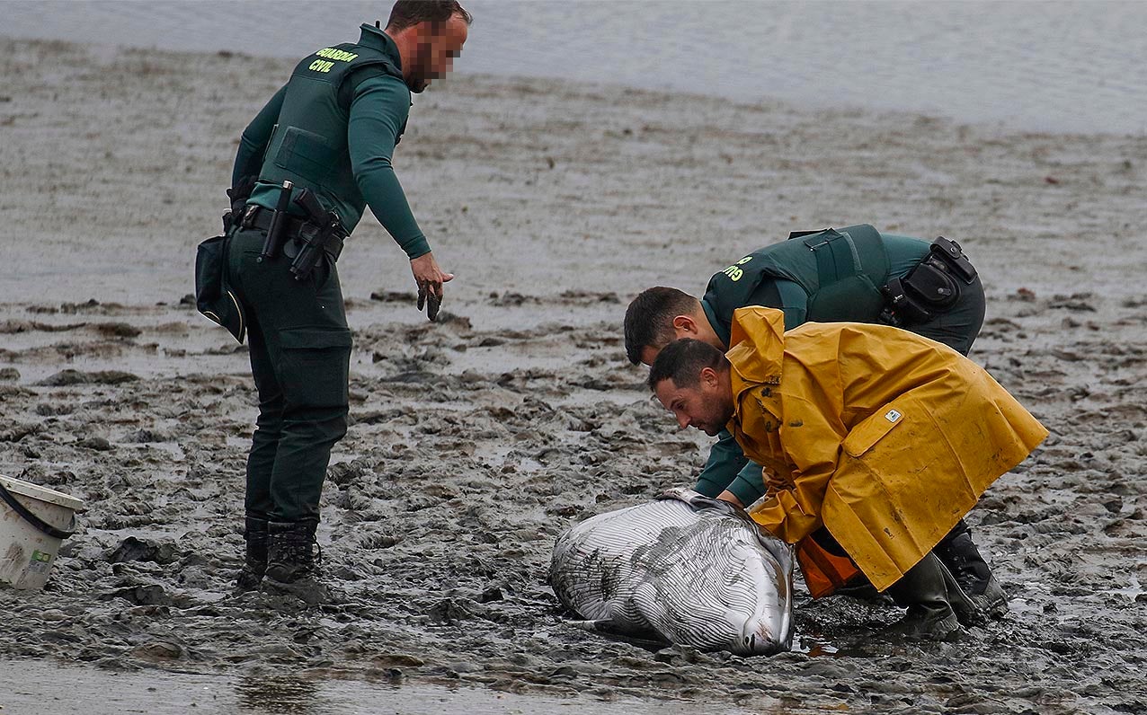 Un pescador y Guardia Civil intentaron socorrer al cetáceo pero, al estar aún en época de amamantar y muy débil, tuvieron darle una inyección letal para evitar su sufrimiento