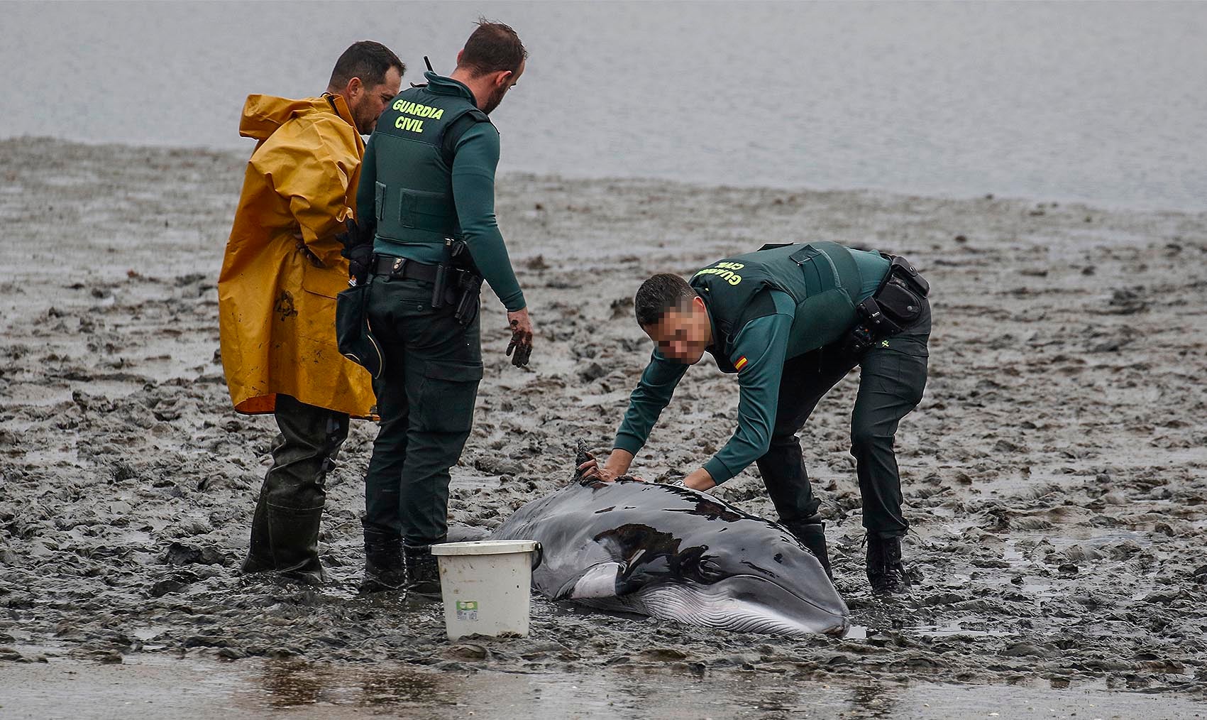 Un pescador y Guardia Civil intentaron socorrer al cetáceo pero, al estar aún en época de amamantar y muy débil, tuvieron darle una inyección letal para evitar su sufrimiento