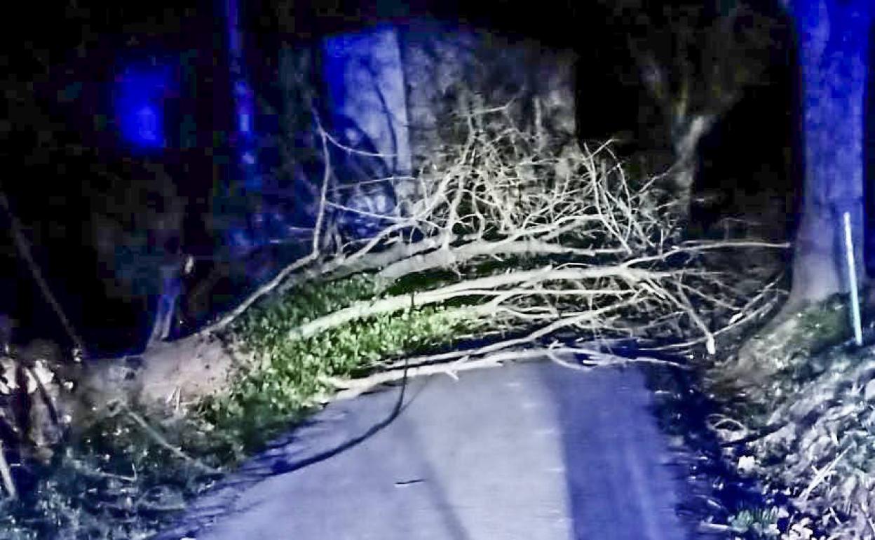 Árbol caído sobre la carretera que une Solares con Liérganes. 