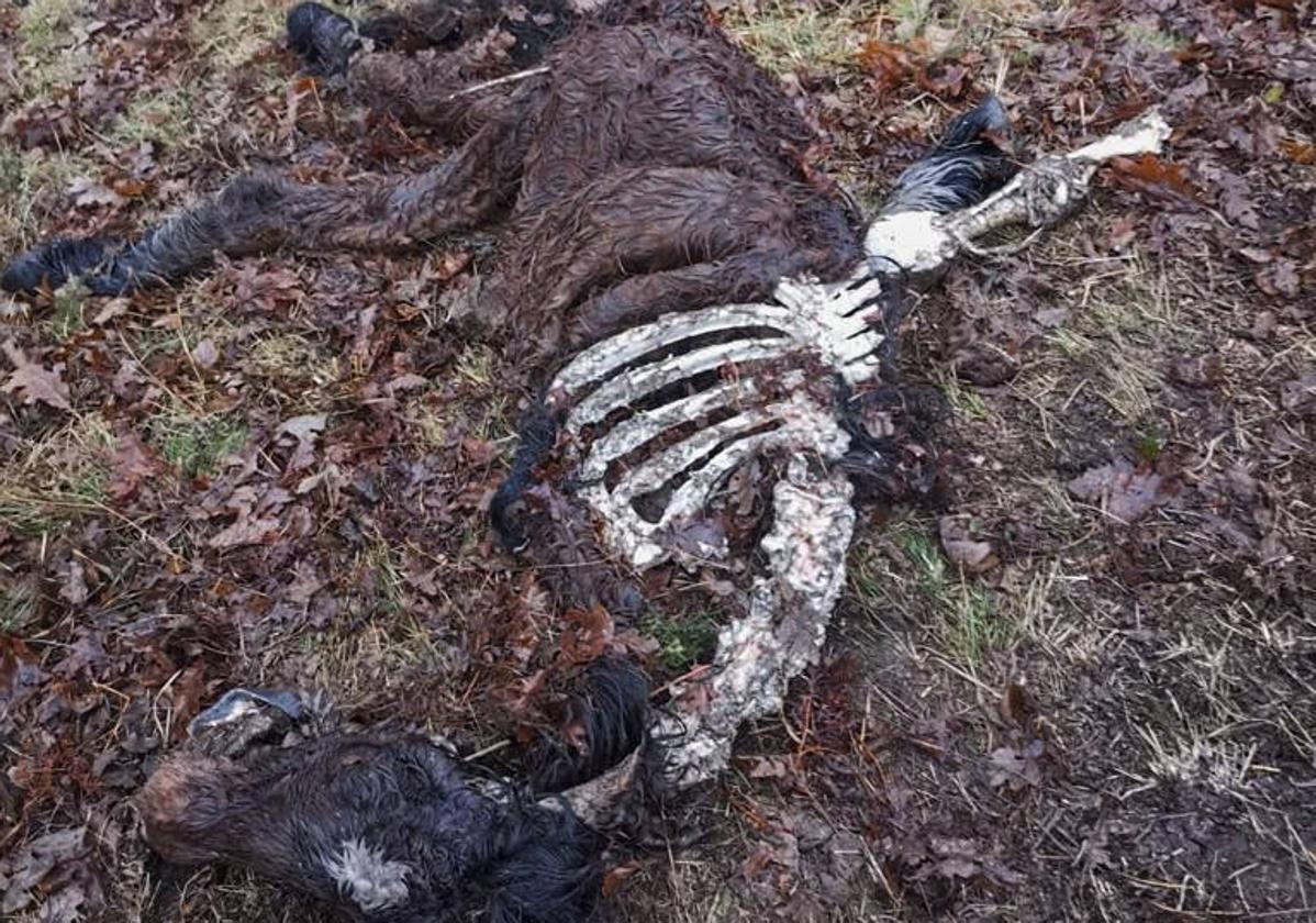 Imagen de uno de los potros atacado por un lobo en Cabuérniga.