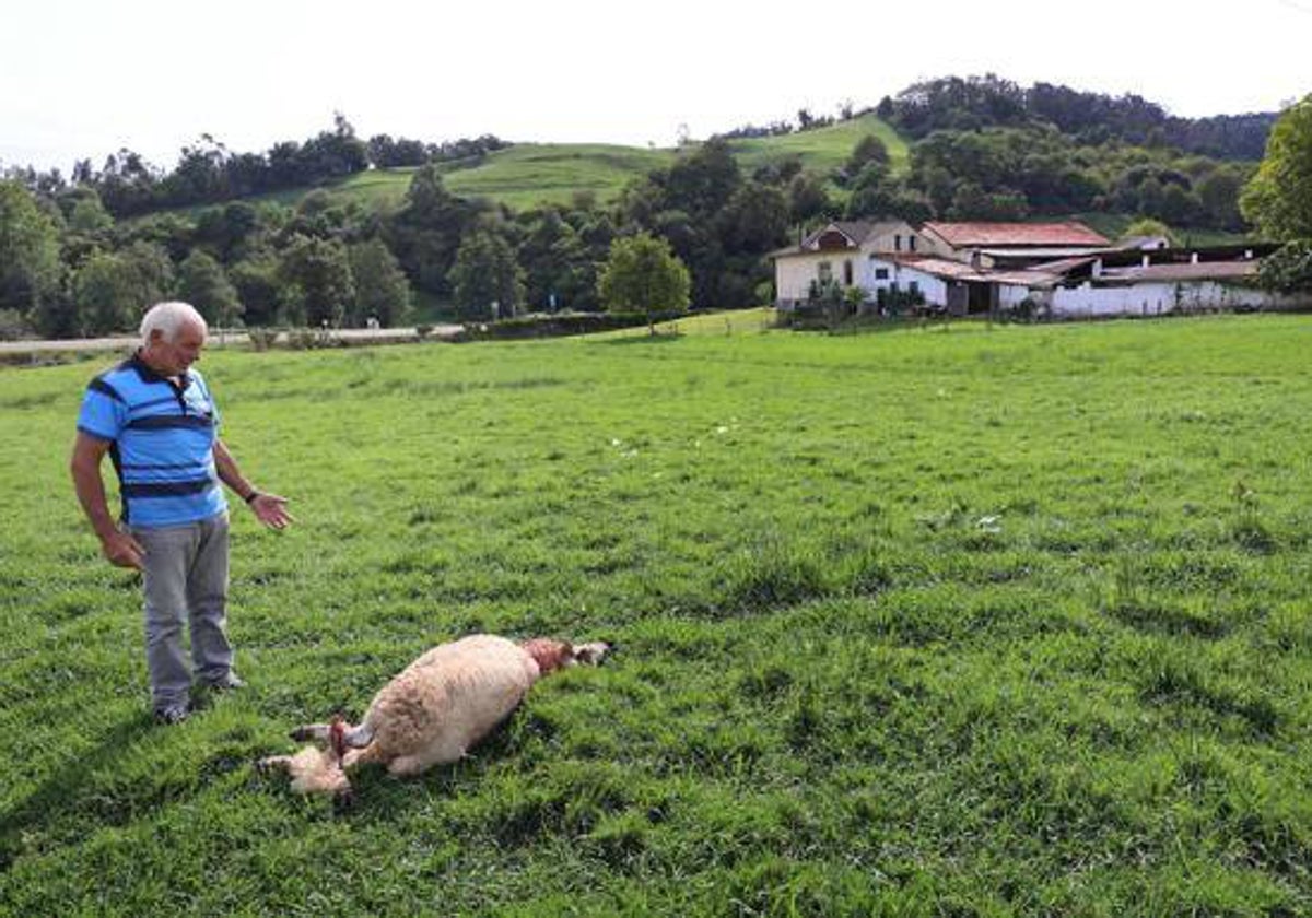 Un ganadero de Cabezón de la Sal frente a una de sus ovejas atacada por un lobo