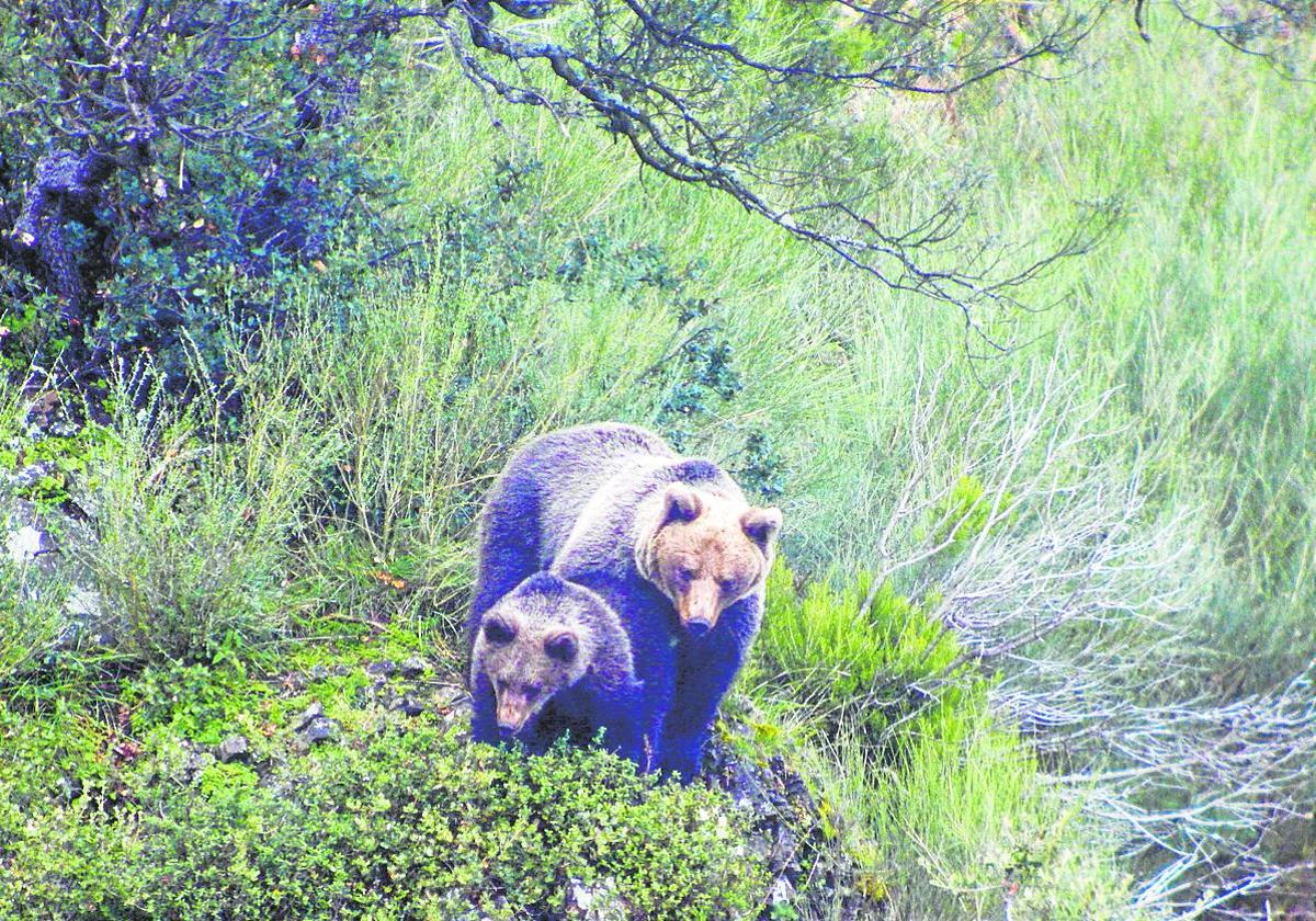 La población de osos pardos se ha multiplicado en toda la cordillera Cantábrica