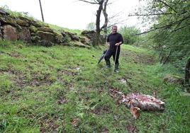 Hilario Molleda con una de sus ovejas muertas a manos del lobo en 2021