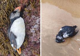 Dos de las aves que han aparecido en los arenales castreños