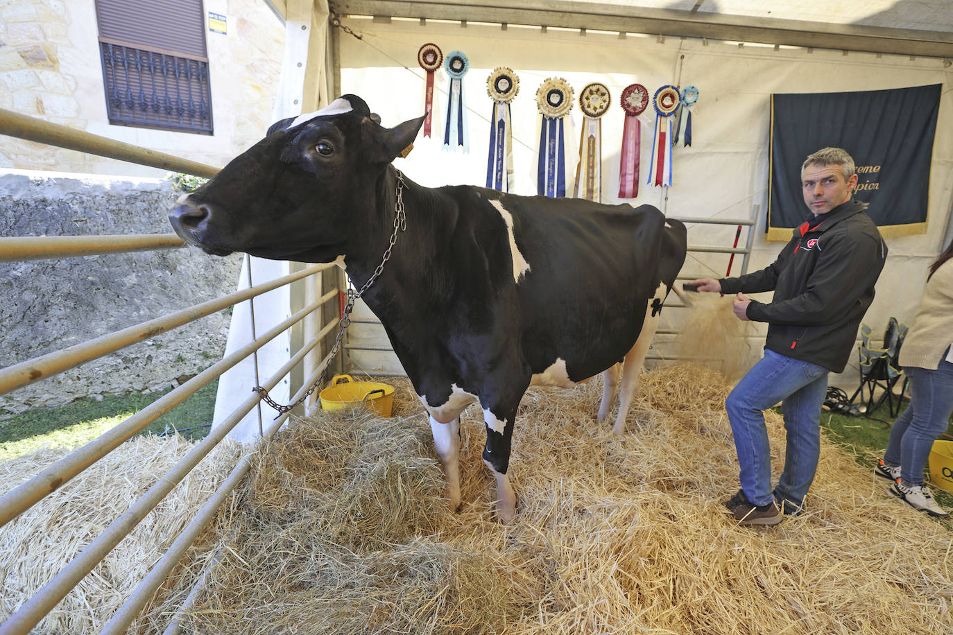 Entre las vacas estaba Linde Ariel Jordan, campeona de Europa.