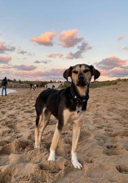 Imagen - Senda, en uno de sus paseos junto a Adrián Serna en la playa de Valdearenas.