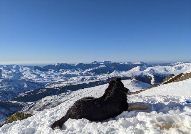 El bonito y juguetón border collie que nos acompañó durante la subida.