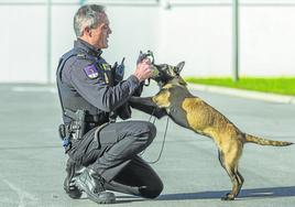 Mckenzie trabaja con su jefe y dueño, el agente Diego Agüero, miembro de la Unidad de Guías Caninos de la Policía Nacional.