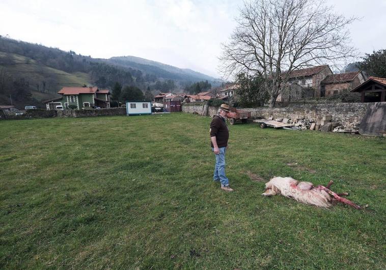 Finca en la que ha aparecido muerta la oveja, a pocos metros de las casas.