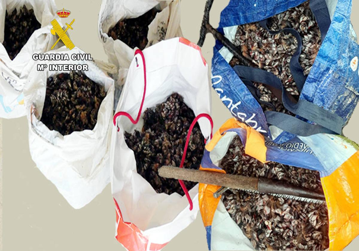 Intervienen 45 kilos de percebes extraídos ilegalmente en Suances y Oreña