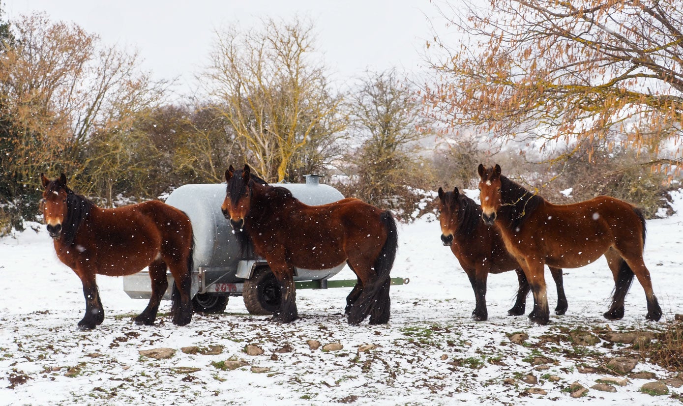 Un grupo de caballos aguarda bajo la nevada la llegada del forraje en la zona de Monegro.