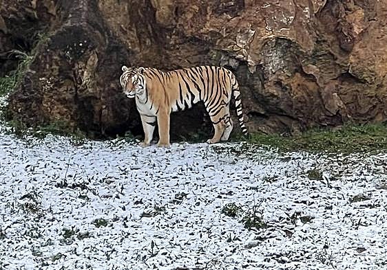 Foto: un tigre de Cabárceno se refugia del frío y la nieve caída esta mañana. Vídeo: los copos llegan a las instalaciones.