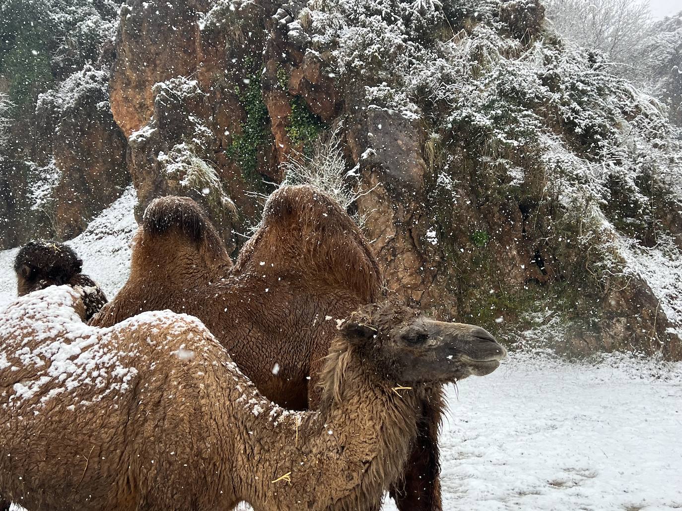 La nieve cambió el color de las jorobas de los camellos.