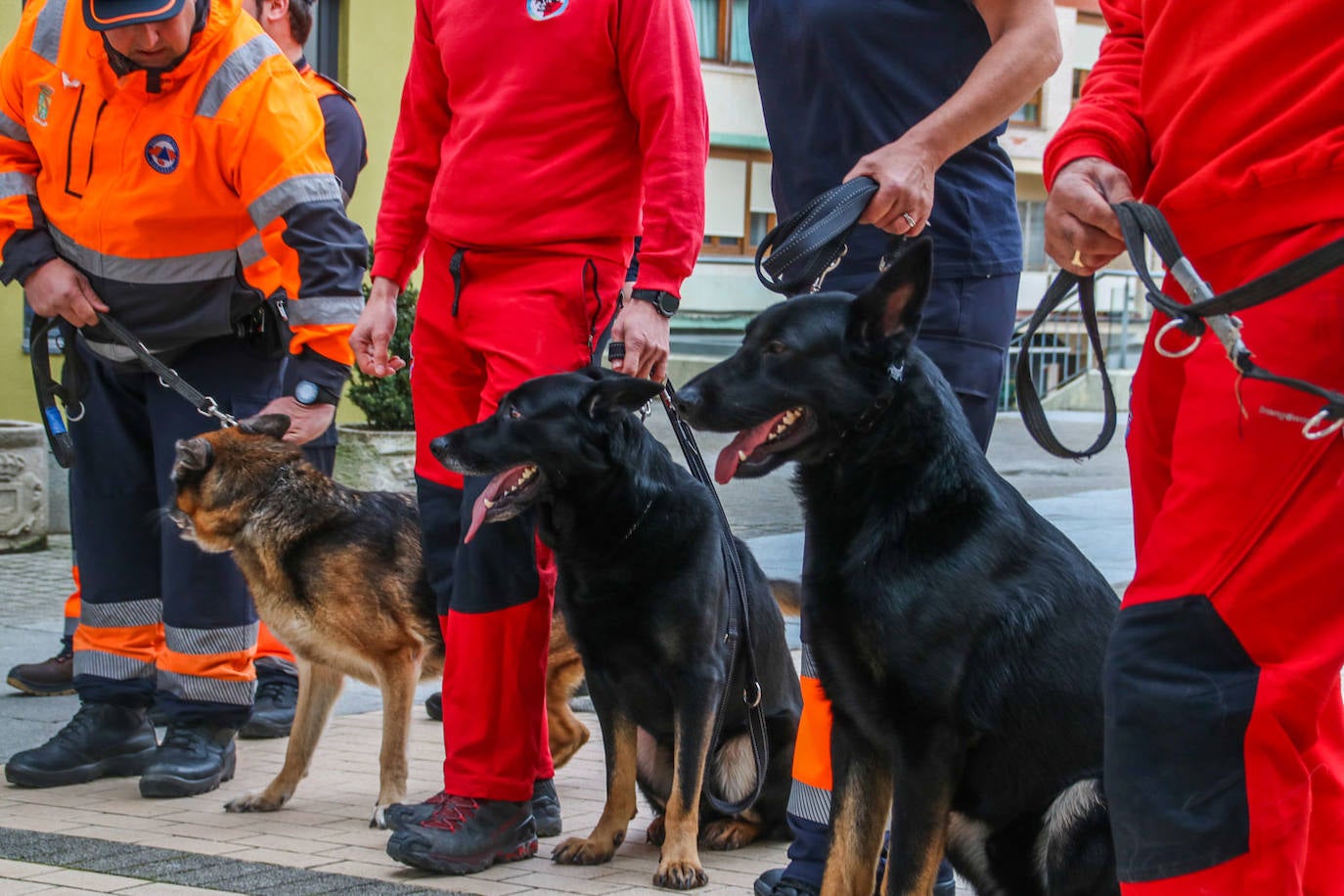 Kira, Drago y Roky, tres de los perros que integran la unidad canina de Cayón-Astillero