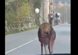 A la carrera por Cabuérniga con las marcas del lobo