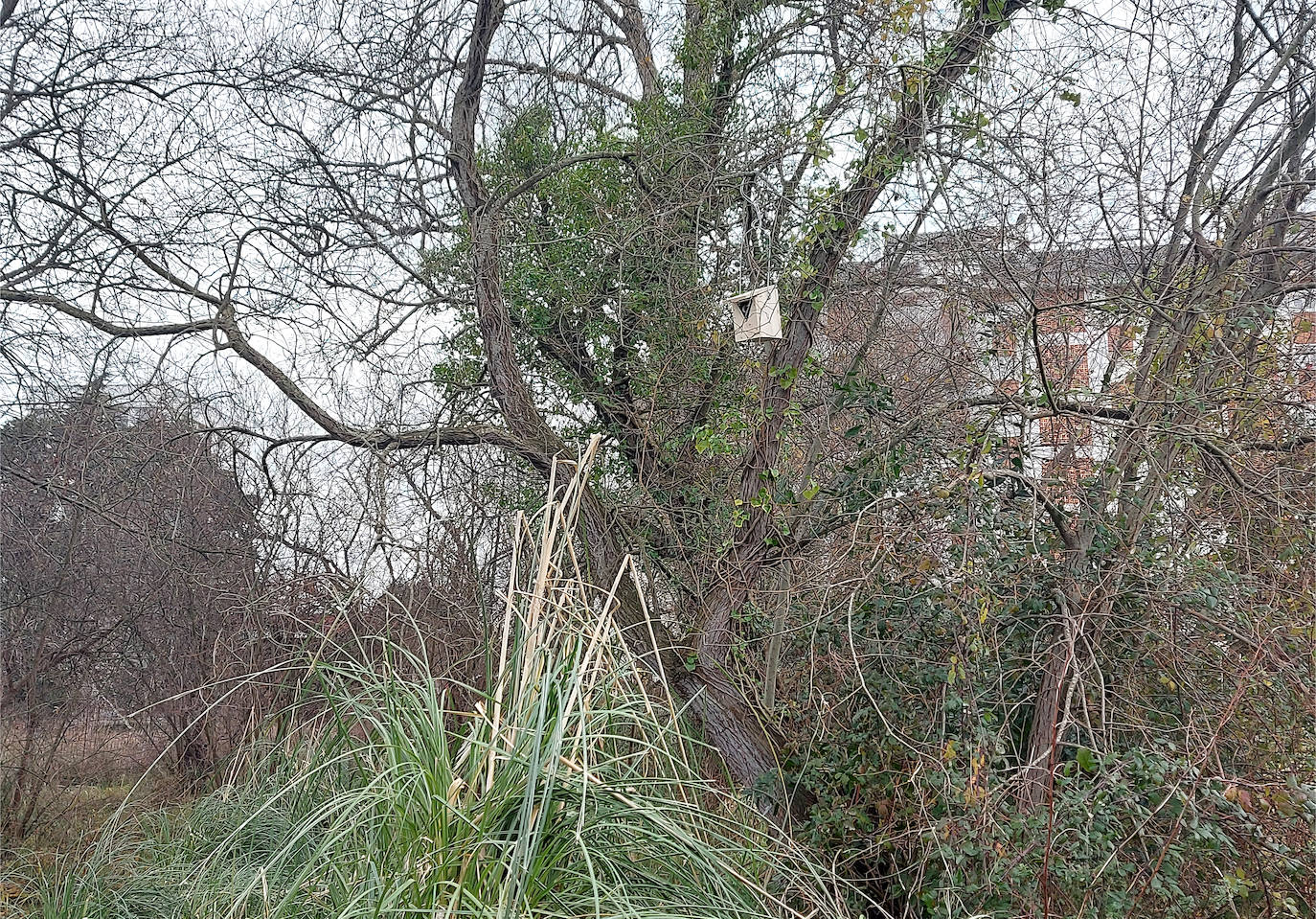 Las cajas nido acaban mimetizadas en el paisaje para resultar más atractivas a las aves