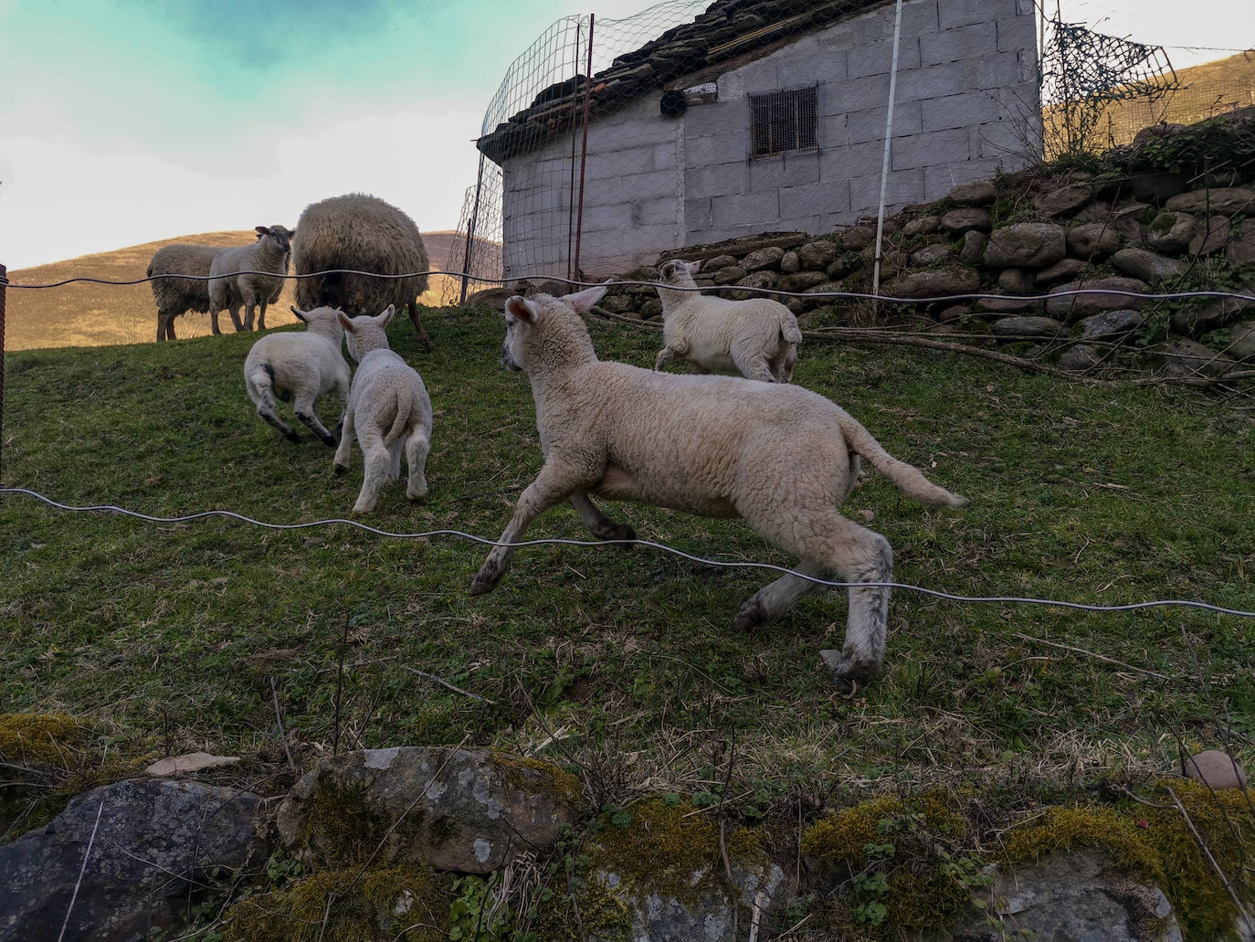 Ovejas, caballos, vacas... Los animales disfrutan de la naturaleza. 