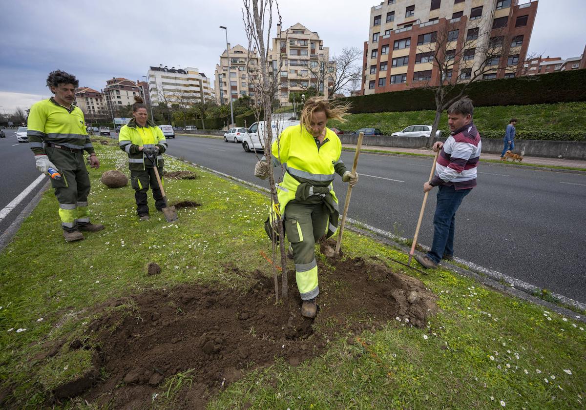 El personal de Parques y Jardines inició la plantación de 162 árboles en la mediana de la S-20.