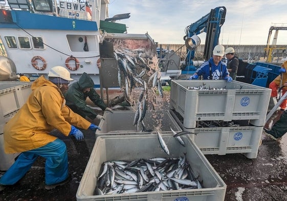 Tripulantes del Aitana del Mar descargan el verdel reposado en el vivero de la embarcación listo para su subasta en la Cofradía de Pescadores San Martín de Laredo.