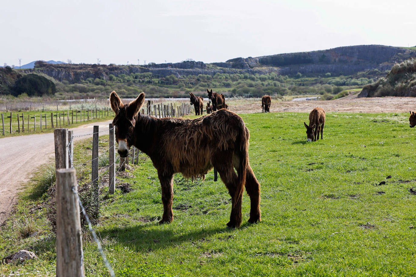 Uno de los burros mira hacia la cámara, mientras los otros pacen, al fondo.