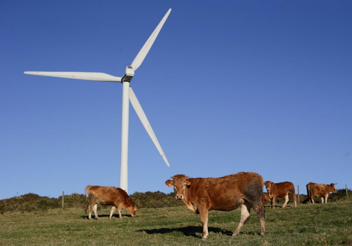 Dos vacas pastan junto a un aerogenerador.