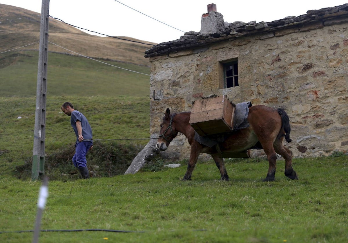 Un vecino de San Roque trabajando el campo.