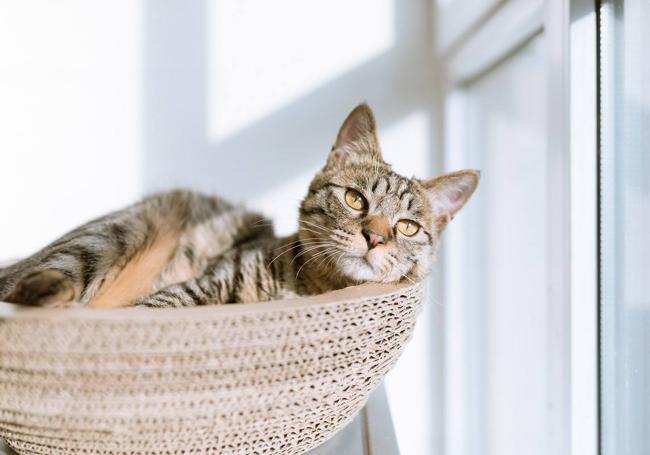 Los gatos son animales muy independientes, pero también necesitan cuidados y atención.