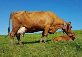 Una vaca roja pasiega con su ternero. La relación proteína/grasa de la leche es algo superior en esta raza.