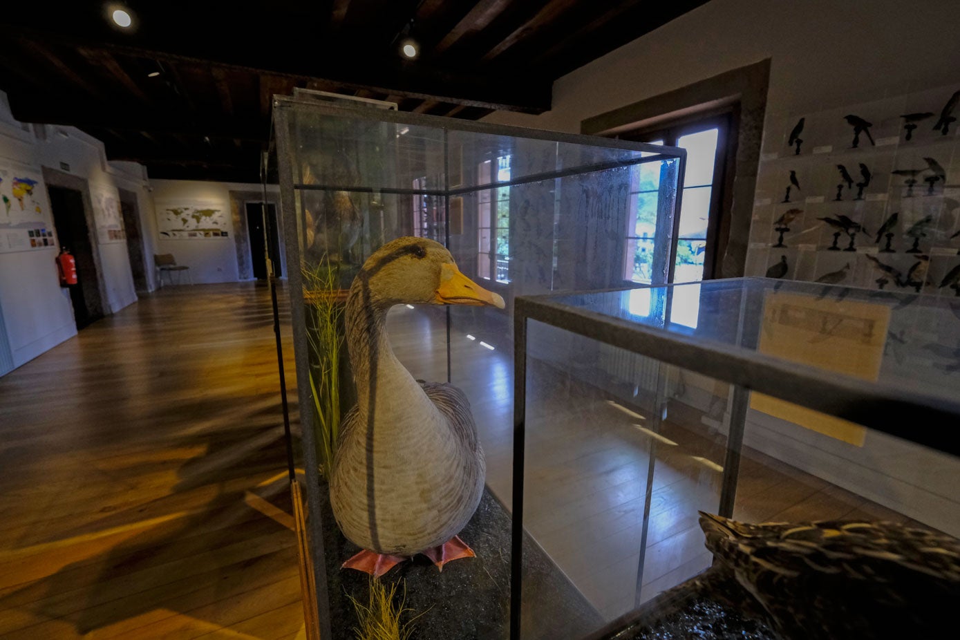 Uno de los animales disecados en el interior de una vitrina.