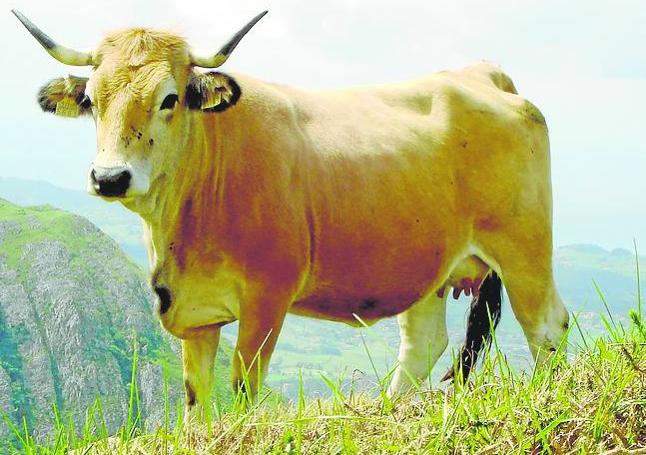 La asturiana de montaña proporciona una carne muy entreverada.