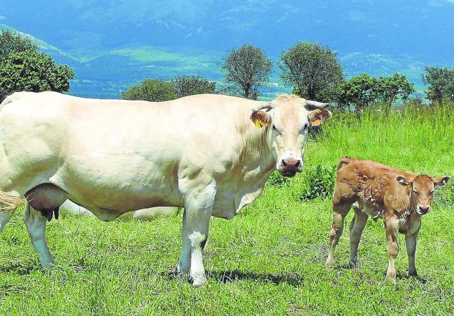 La terneza y jugosidad de raza blonda es más notable en las hembras.