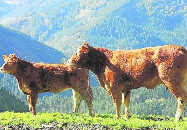 Los ejemplares de raza limusina siguen un régimen de crianza semiextensivo.