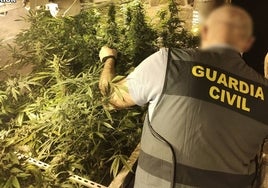 Un agente de la Guardia Civil procede a la incautación de las plantas, ubicadas en una vivienda de Viérnoles.