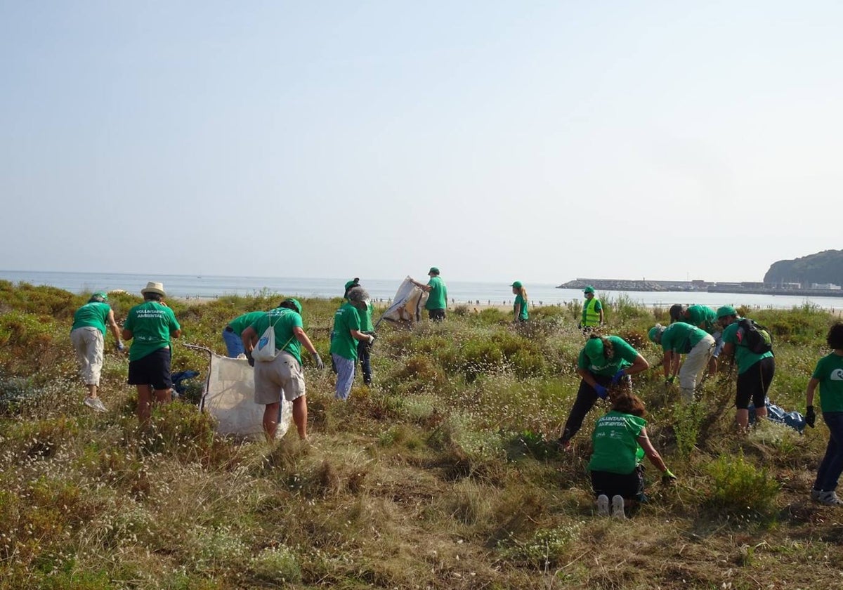 Voluntarios retiran plantas invasoras en las dunas de la playa Salvé en una de las anteriores ediciones.