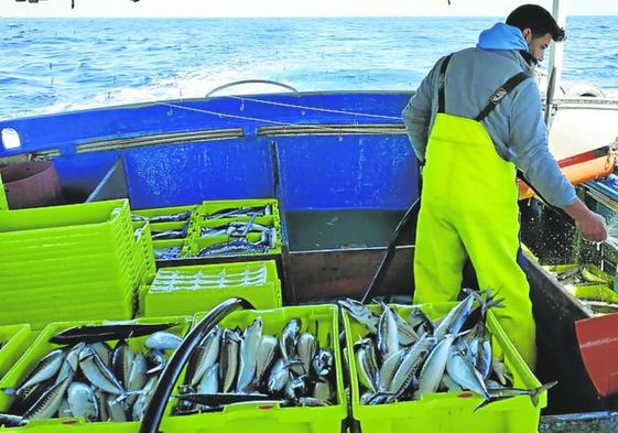 Pescador en una embarcación que participa en la costera del verdel.