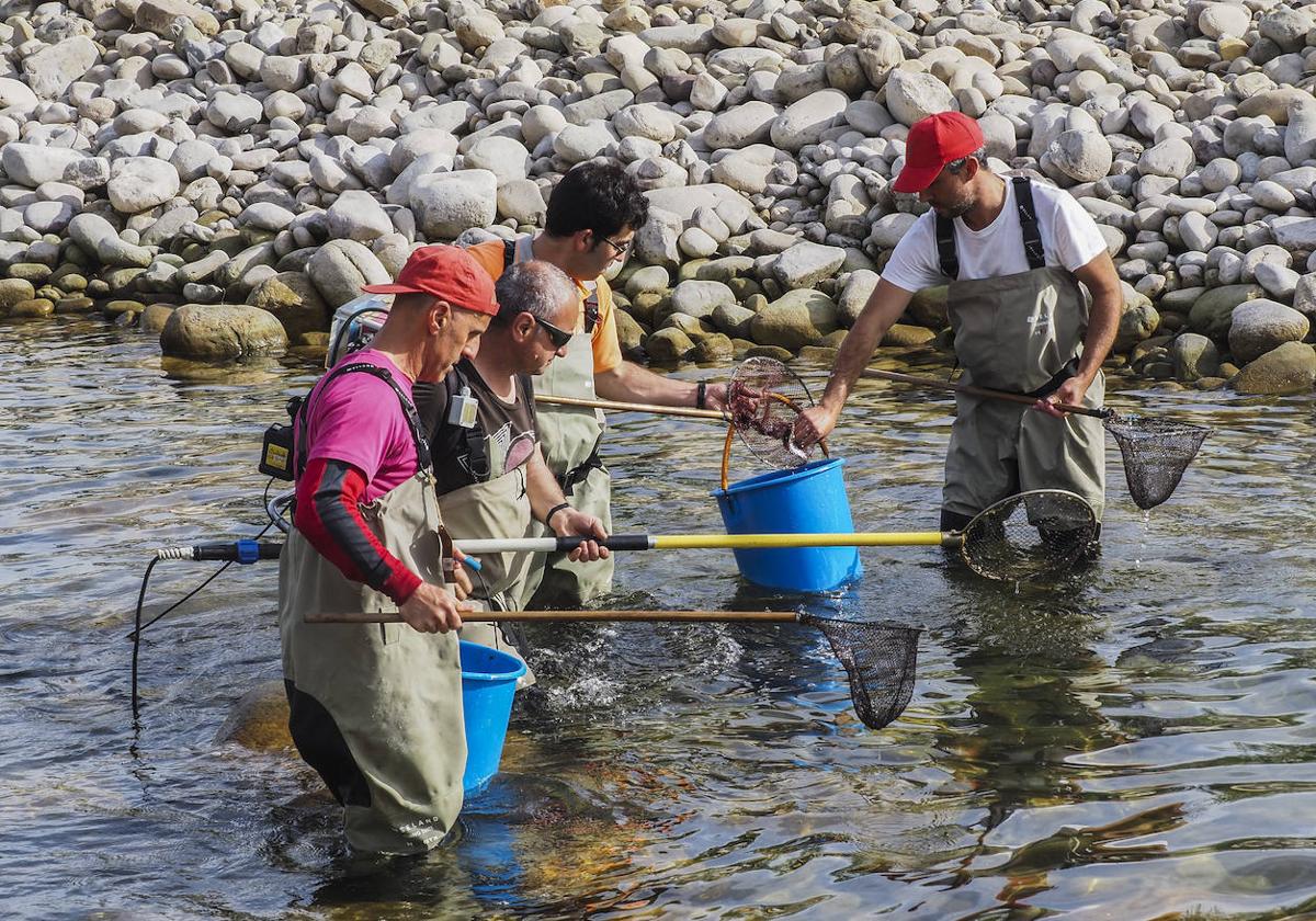 Agentes del Medio Natural y bomberos forestales recogen los salmones estancados en Corvera de Toranzo.