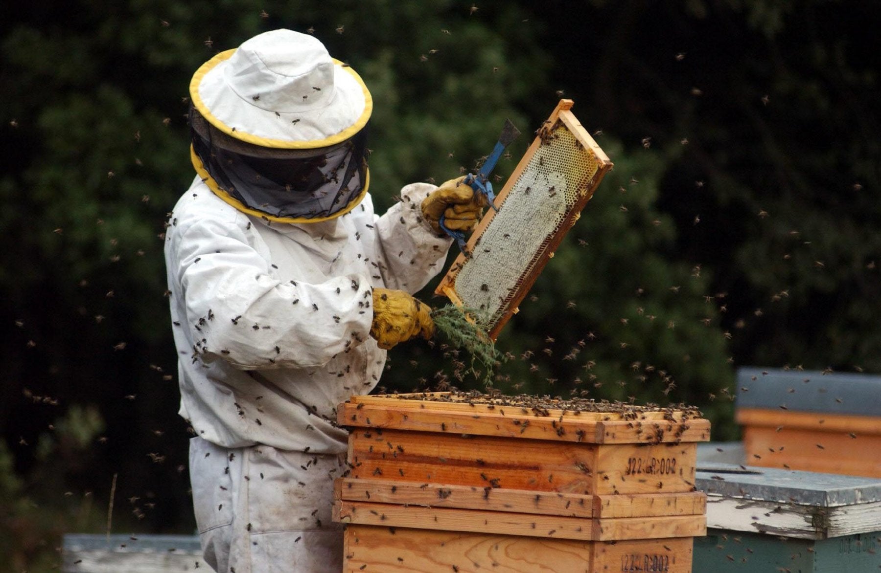 Las abejas son una de las especies de insectos más afectadas por la falta de agua en el ecosistema.